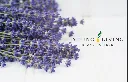 YL-Visitenkarten - Lavendel – 1.000 Stück